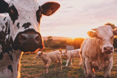 Fürze von Rindern enthalten Methan