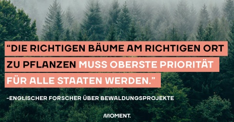 Bäume und Wälder gegen die Klimakrise: "Die richtigen Bäume am richtigen Ort zu setzen muss oberste Piriorität für alle Staaten werden."