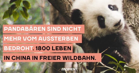 Pandabären sind nicht mehr vom Aussterben bedroht: 1800 Tiere leben in China in freier Wildbahn