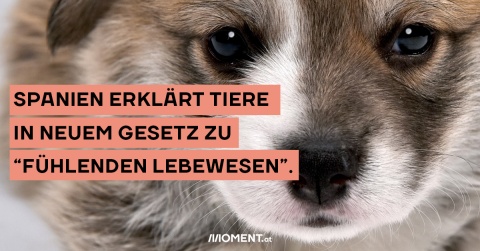 Tiere gelten nun in Spanien auch zivilrechtlich nicht mehr als Objekte, sondern als fühlende Lebewesen.