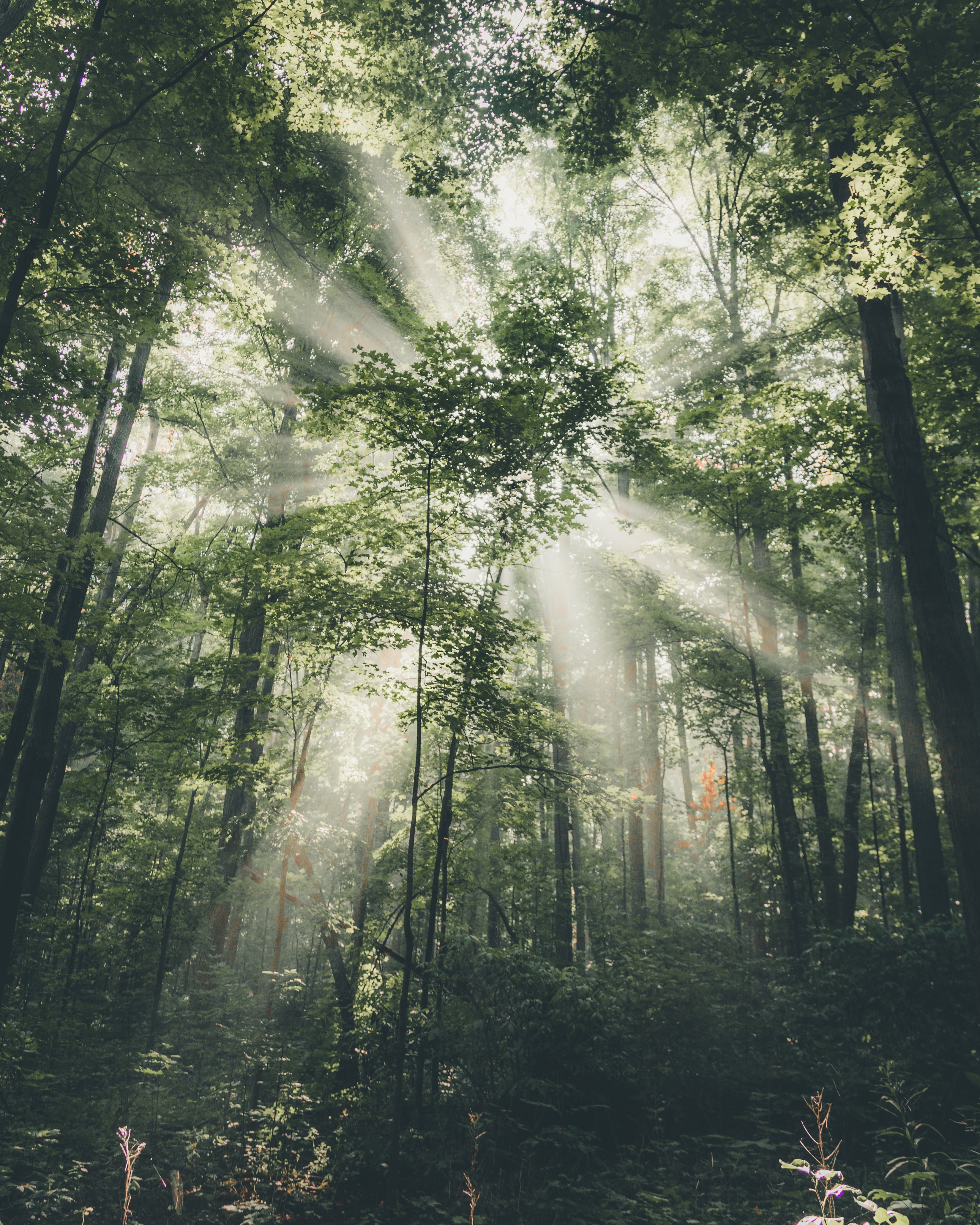 Ein Wald wird von der Sonne erleuchtet. Die Bäume speichern CO2.