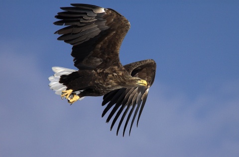 Nahaufnahme des WWF zeigt einen fliegenden Seeadler.