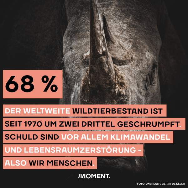 Der weltweite Wildtierbestand ist seit 1970 um zwei Drittel geschrumpft. Schuld sind wir Menschen. 