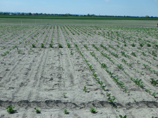 Ein ausgetrocknetes Rübenfeld erstreckt sich bis zum Horizont.