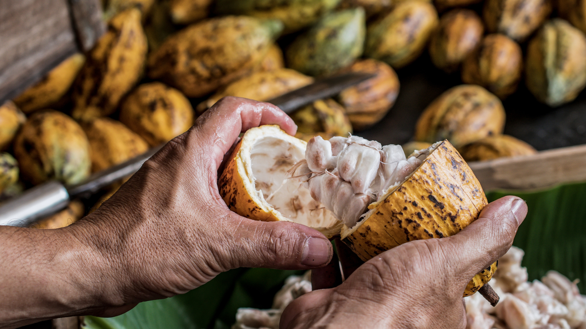Eine Person reißt eine Kakao-Frucht auf. Im Hintergrund sieht man weitere Kakaofrüchte liegen.