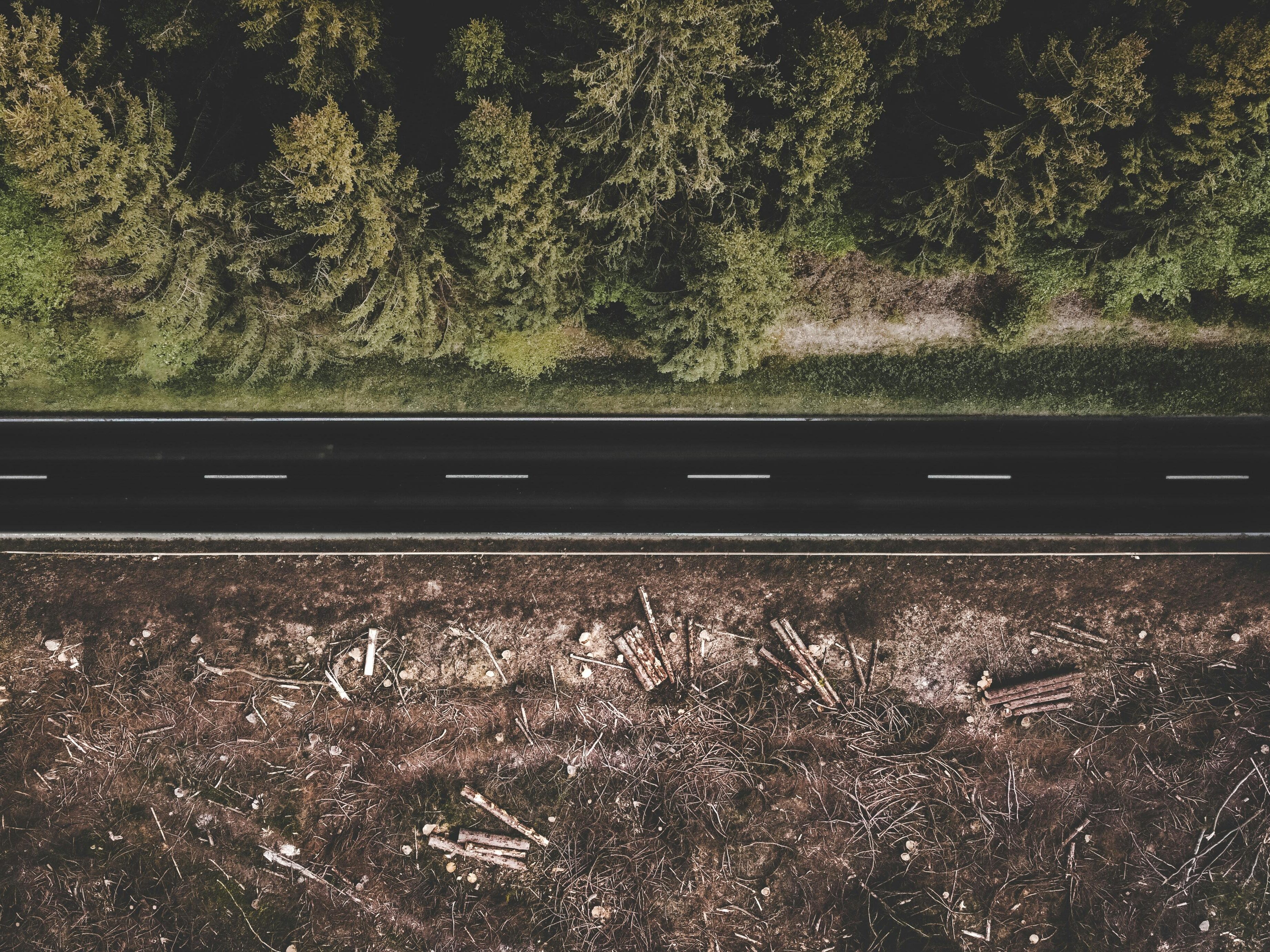 Was ist die EU-Waldschutzverordnung, und warum blockiert die ÖVP?