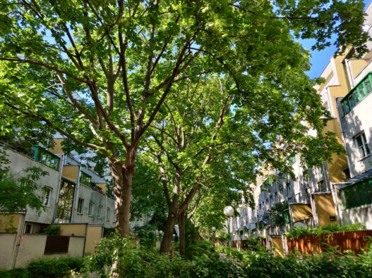 Eine Wohnanlage in Wien ist zu sehen mit viel Grün zwischen den Gebäuden. Bebildert wird damit ein Beitrag zu der Frage, wie man die Wohnung kühlen kann.